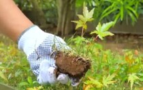 除草前に救出した“赤ちゃんもみじ”→大事に育ててみると……　3年後、驚きの姿に「感動しました」「まさか」