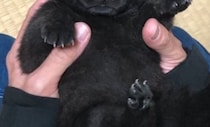 「子グマでしょ？」と言われていた子犬が1年後……　激変した現在の姿が220万表示「こんなにイケメンになるのか」「貫禄が」