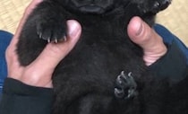 【画像】子グマのような子犬時代/