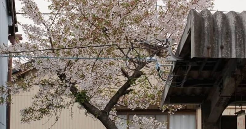 駅のホームに生えた桜の木→下を見たら……「おおお」　“思わず納得の光景”が400万表示　「知らんかった」「最高の花見」