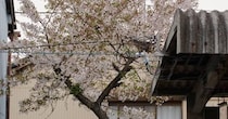 駅のホームに生えた桜の木→下を見たら……「おおお」　“思わず納得の光景”が400万表示　「知らんかった」「最高の花見」