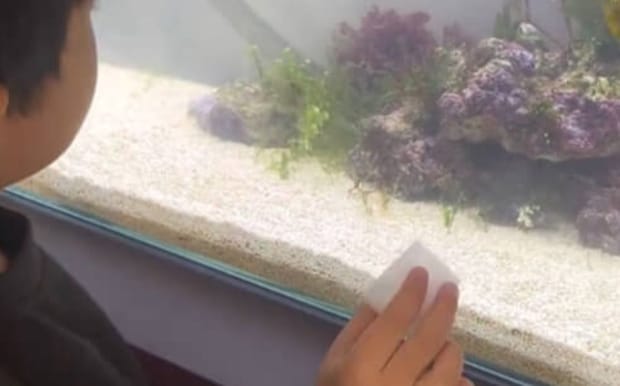 息子「水槽にエビがいるよ」→いないはずの水槽をのぞくと…… 2000万再生の“まさかの正体”に「どこから来たんだ」