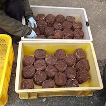 農家からもらった大量の“茶色いブロック”→おばさんが世話したら……　14日後、モリモリ育った姿に「スゴ過ぎ」「天才すぎる」