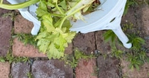 「セロリ植えたい人は注意して」→庭で放置していたら……　とんでもない姿に「えっスゴ」「こんなになるとは！」