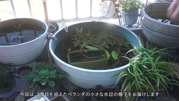 1日3時間しか日が当たらないベランダの“メダカビオトープ”→3年目の春に見てみたら……　驚きの“中身”が話題