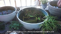 1日3時間しか日が当たらないベランダの“メダカビオトープ”→3年目の春に見てみたら……　驚きの“中身”が話題