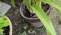 母が庭で鉢植えを撮影→よく見ると……　写り込んだ“まさかの存在”に「ひぇぇぇぇぇぇ」「目と歯っっ！」