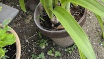 【画像】母が撮影すると……