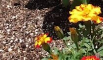 ナスの隣に“マリーゴールド”を植えたら……　「これをするだけで」目からウロコな効果に「一石二鳥ですね」「試してみます」
