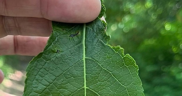 親子で植物園へ→見知らぬおじいさんから“1枚の葉っぱ”を手渡され……　まさかの現象に「これ、すごくないですか？」