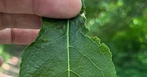 親子で植物園へ→見知らぬおじいさんから“1枚の葉っぱ”を手渡され……　まさかの現象に「これ、すごくないですか？」