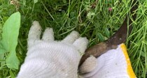 親戚宅の庭で草刈り→足元から突然飛び出してきたのは……　まさかの“先住者”に「これは気付けない」「戻ってきて」