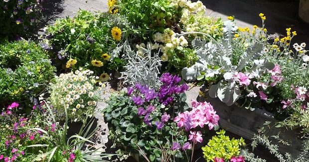 庭にある“大量の一年草”→もったいないけど片付けたら……　夏支度のアイデアに「スーッキリしますね」「覚悟ができました！」