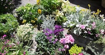 庭にある“大量の一年草”→もったいないけど片付けたら……　夏支度のアイデアに「スーッキリしますね」「覚悟ができました！」