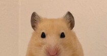 ハムスターのケージを掃除中、ふと横を見たら……「吹いたわ」　470万表示のおちゃめすぎる姿に「こういう置物かと」「嘘みたい」