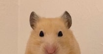【画像】力持ちすぎるムギちゃん