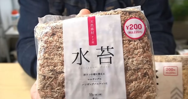 ダイソーで220円の“茶色い水苔”→水を与えてみたら……　数カ月後の変化に「楽しいですね」「やってみます！」