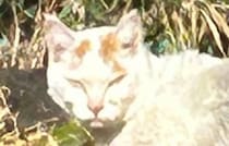 鋭い目つきでこちらをにらむ野良猫→1年後……「えーっ!!」　まさかの“現在の姿”に「ああもう泣きそう」「同じにゃんことは思えない」