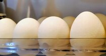 ママ「わが家のゆで卵の目印です」→冷蔵庫を開けると、1つだけ……　まさかの光景に「吹き出しましたw」「天才」「絶対マネしよ」