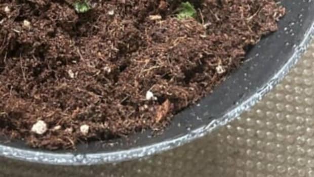 ダイソーの土に、スーパーのパックミントを植えたら→「1日でこれよ」　驚きの光景に「恐ろしい子」「すごい生命力」