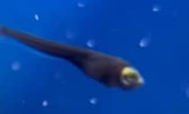 自宅前の水路でライギョの稚魚を捕獲→手塩にかけて育てたら……　9カ月後の驚きの姿に「本当にすごい」「精悍な面構えに」