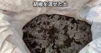 土に“コショウ”を混ぜて野菜を育てたら、1カ月後……　「面白い！！」思わず二度見する結果に「畑に撒こう」