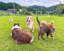 11匹の犬と引越し→お隣さんも犬好きだった結果……信じられない光景が89万表示「うわぁああ羨ましい！」「涙が出ました」