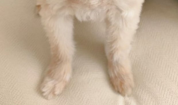 散歩中、なぜか「おいしそうですね」とよく言われる愛犬→驚きの姿に「確かに」「唯一無二の子ですね」