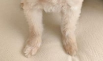 【画像】「おいしそう」な愛犬