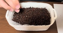 【画像】ビックリの大収穫