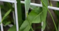 庭に咲くきれいなオレンジの花、実は……→「すぐ駆逐してください!!」　ゾッとする正体に「速攻で抜きました」
