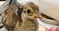 伊豆の動物園で生まれたひな鳥→3年後……「え、すっご…」　“現在の姿”に「あっという間にエレガント」「いつ見ても神秘的」