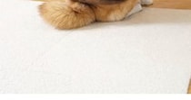 下校中の女子高生に「めっちゃギャルやん!!!」と言われた柴犬、見ると……　300万表示の散歩スタイルに「確かに！」「あげぽよ～」「最高ww」