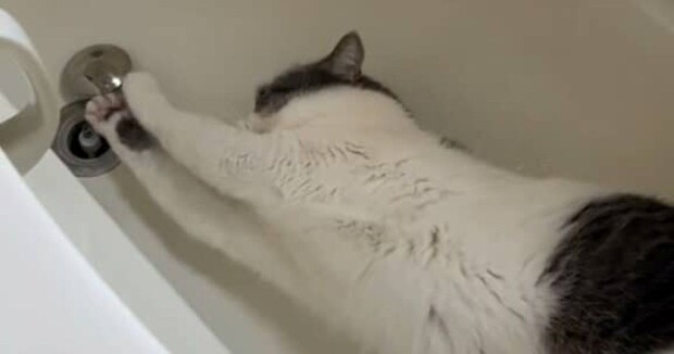 イラズラ中の愛猫→飼い主に見つかって……「鈍臭すぎないか？」　110万表示のまさかの姿に「可愛すぎます」「怒れませんね」