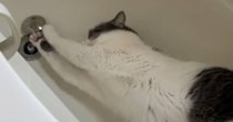 イラズラ中の愛猫→飼い主に見つかって……「鈍臭すぎないか？」　110万表示のまさかの姿に「可愛すぎます」「怒れませんね」