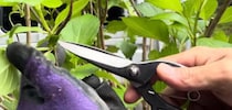 開花前のアジサイ「これだけやれば綺麗になる」→プロが教える“驚きのお手入れ術”に「全体が生き生き」「参考になりました」