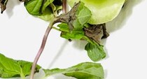 【画像】バラのように見える小松菜