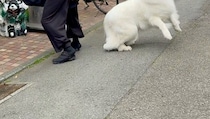 超大型犬を連れて歩く“身長190センチ”の男性→次の瞬間……　通行人、二度見の光景に「声出た」「もはやコントww」