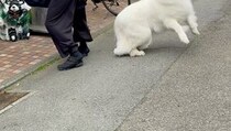 【動画】犬と飼い主の姿
