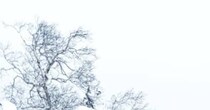 北海道の雪原にポツンと立つ鳥居→写真を撮ったら……「めっちゃそそられる」　92万表示の“思わずゾクッとする光景”に「なんて美しさ」「神々しい…」