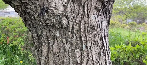 最高気温27度の日に公園へ行った男性→木の幹を見てみたら……「羨ましい」「温暖化の影響ですかね」2度見する光景が話題