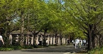 公園のイチョウ並木を見ていたら……「マイクラすぎておもろい」　目を疑う“衝撃の光景”に「目バグりました」「こんなことあるんだ」