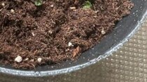 ダイソーの土に、スーパーのパックミントを植えたら→「1日でこれよ」　驚きの光景に「恐ろしい子」「すごい生命力」