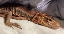 【動画】3カ月の変化を見る