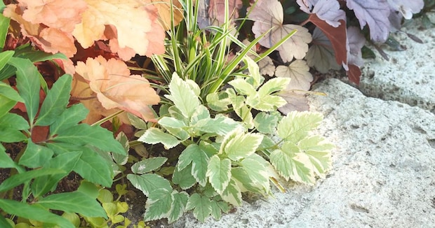 庭に宿根草を“植えっぱなし”にして数年後……　うっとりする景色に「憧れです」「素晴らしいアイデア」