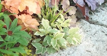 庭に宿根草を“植えっぱなし”にして数年後……　うっとりする景色に「憧れです」「素晴らしいアイデア」