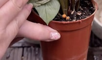 ダイソーの観葉植物を“1年間”植え替えずにいたら……　衝撃的な“現在の姿”に「知りませんでした」「ありがたい」