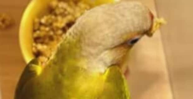 ごはんを散らかすインコ→悩んだ夫の“斜め上を行く対策”に妻びっくり「天才です!!」「大爆笑しちゃいました」