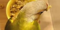 ごはんを散らかすインコ→悩んだ夫の“斜め上を行く対策”に妻びっくり「天才です!!」「大爆笑しちゃいました」