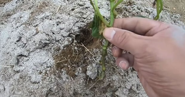 畑に作った“小さな山”→サツマイモの苗を植えて5カ月後……　過去イチの大収穫に「目からウロコ」「やってみたい」